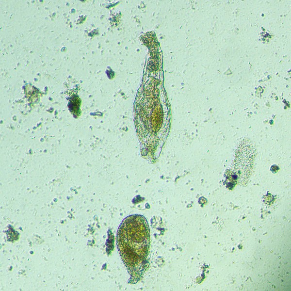 Микроскоп биологический инвертированный цифровой MAGUS Bio VD300 LCD