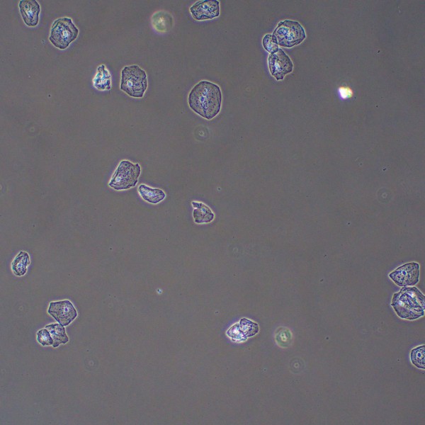 Фазово-контрастное устройство MAGUS PH2