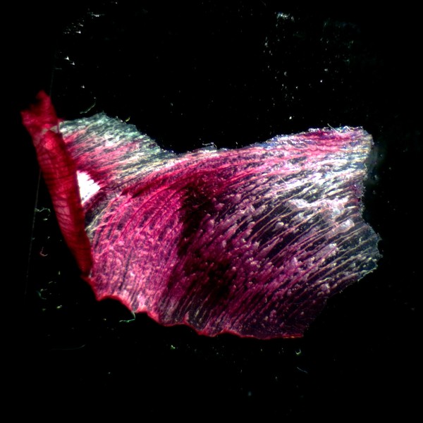 Микроскоп стереоскопический MAGUS Stereo A18T