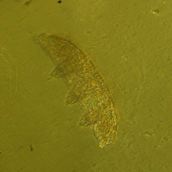 Микроскоп биологический инвертированный MAGUS Bio V360