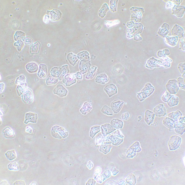 Фазово-контрастное устройство MAGUS SPH2