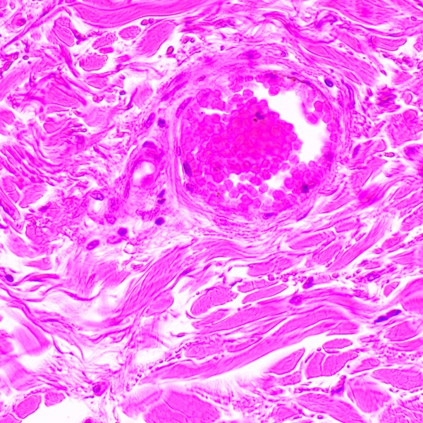 Микроскоп биологический MAGUS Bio 290T