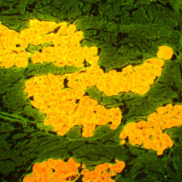 Микроскоп люминесцентный MAGUS Lum 450L