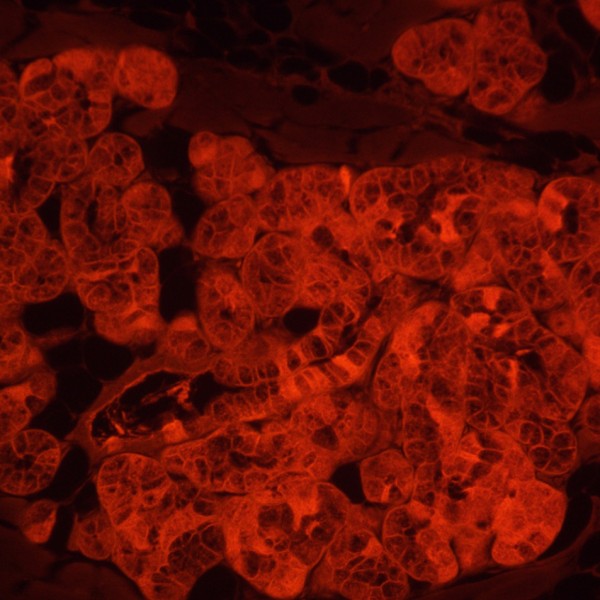 Микроскоп люминесцентный инвертированный цифровой MAGUS Lum VD500L