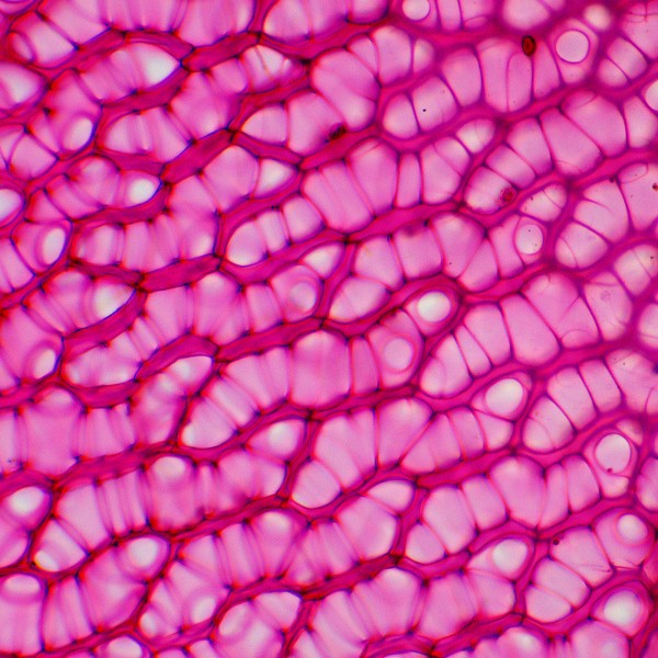 Микроскоп биологический цифровой MAGUS Bio D230TL