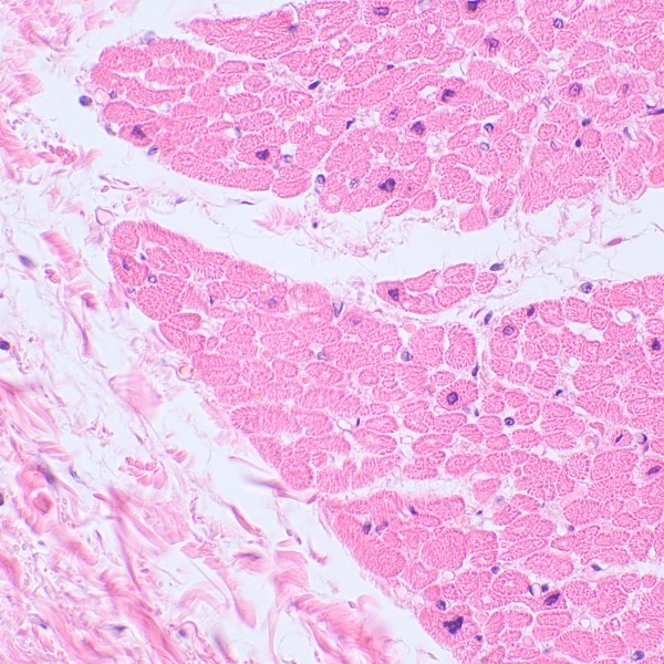 Микроскоп биологический MAGUS Bio 230TL