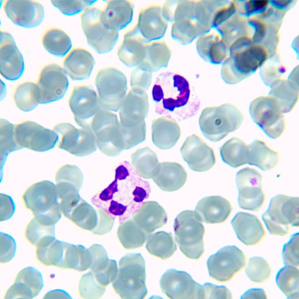 Микроскоп биологический MAGUS Bio 230TL