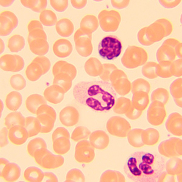 Микроскоп биологический MAGUS Bio 250T