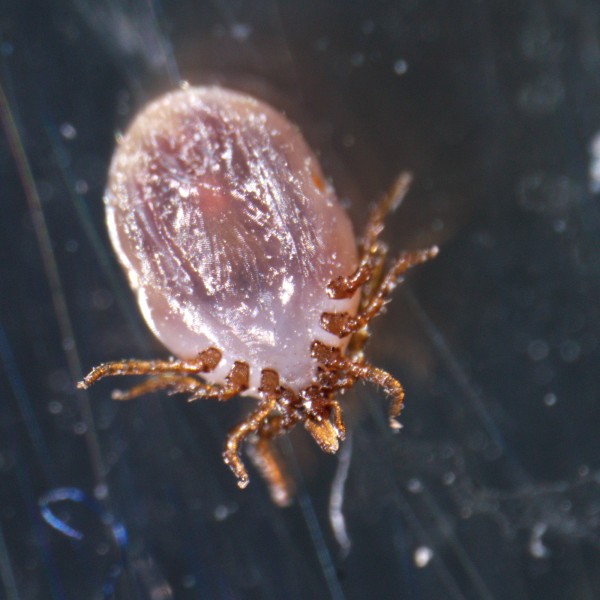 Микроскоп стереоскопический MAGUS Stereo A18T