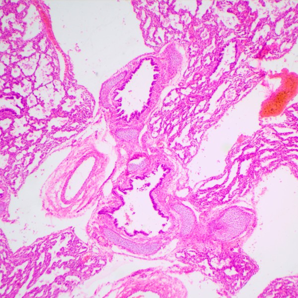 Микроскоп биологический MAGUS Bio 240B