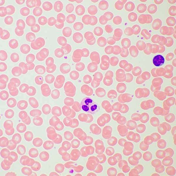 Микроскоп биологический MAGUS Bio 260T