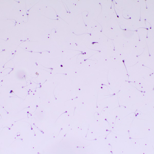 Микроскоп биологический MAGUS Bio 260T