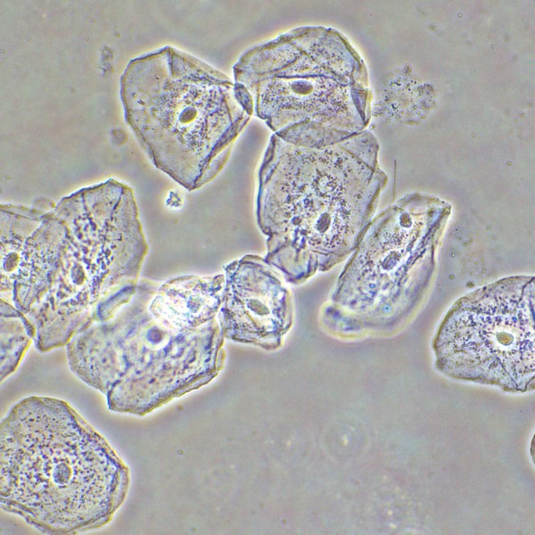 Фазово-контрастное устройство MAGUS SPH2