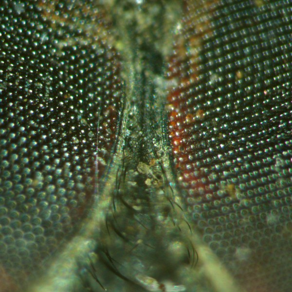 Микроскоп стереоскопический MAGUS Stereo A18T