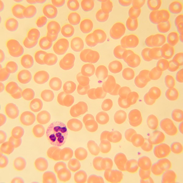 Микроскоп биологический MAGUS Bio 230T