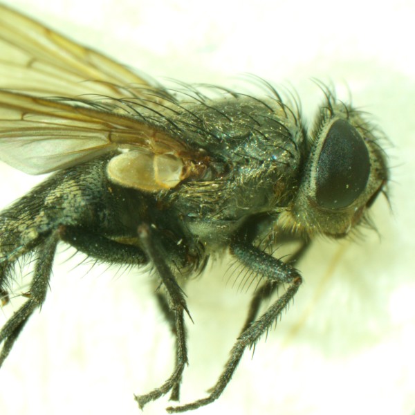 Микроскоп стереоскопический MAGUS Stereo A6