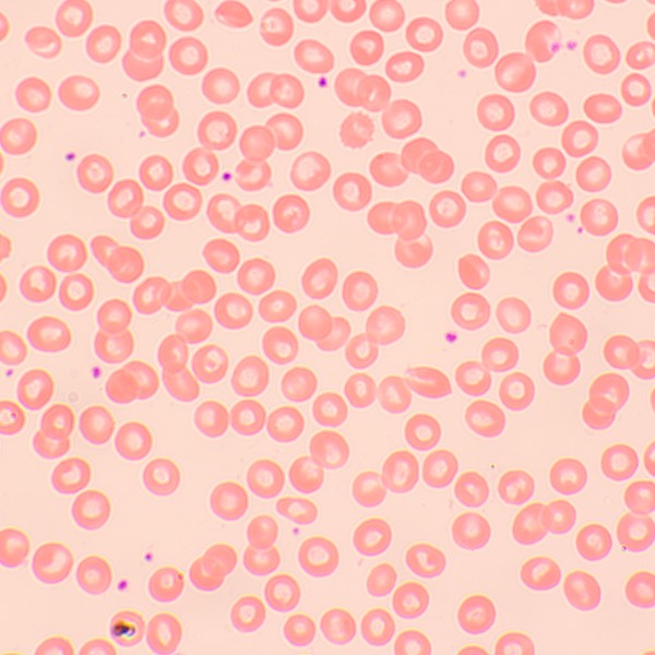 Микроскоп биологический MAGUS Bio 250TL