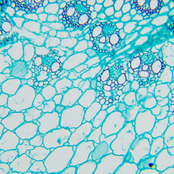 Микроскоп биологический MAGUS Bio 260T