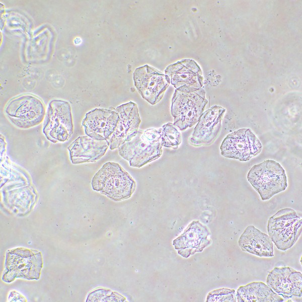 Фазово-контрастное устройство MAGUS SPH2