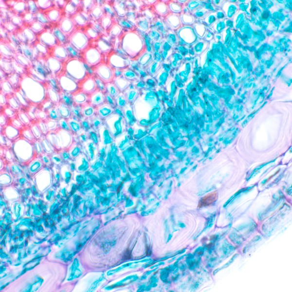 Микроскоп биологический MAGUS Bio 230T