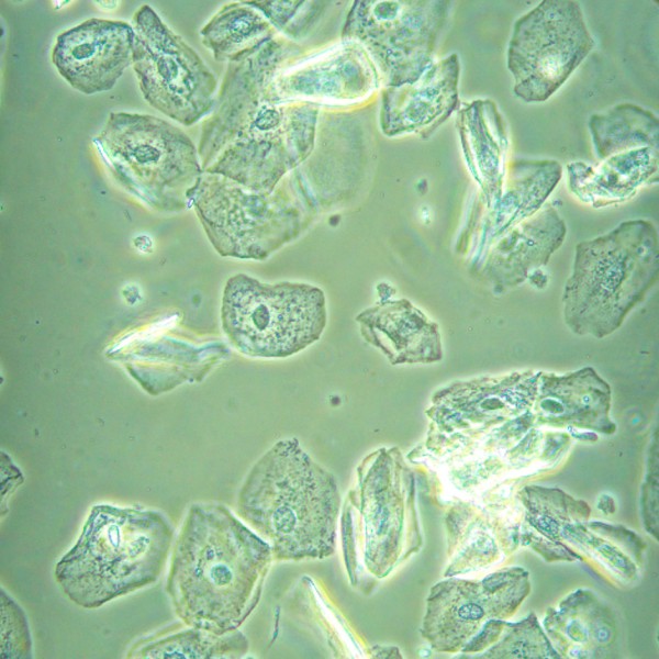 Микроскоп биологический инвертированный MAGUS Bio V360