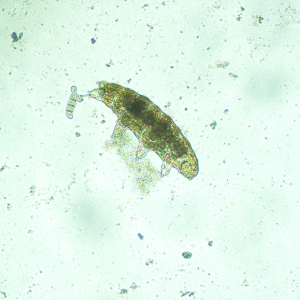 Микроскоп биологический инвертированный цифровой MAGUS Bio VD300 LCD