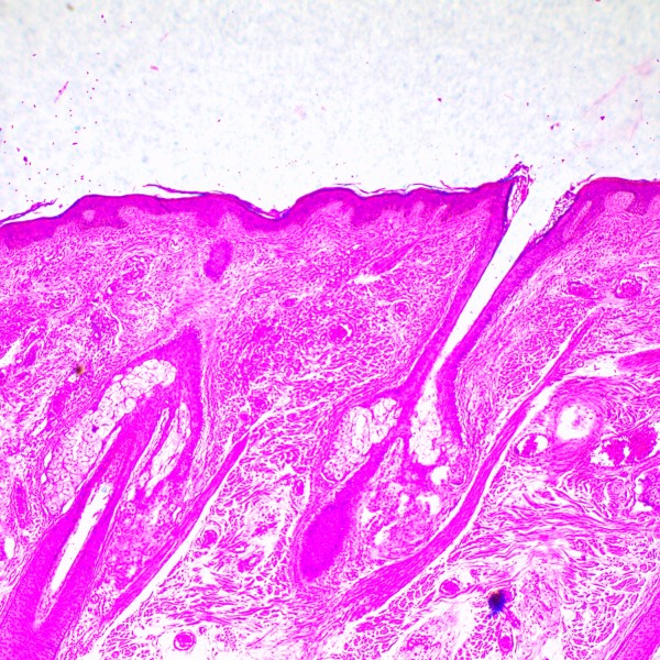 Микроскоп биологический MAGUS Bio 290T