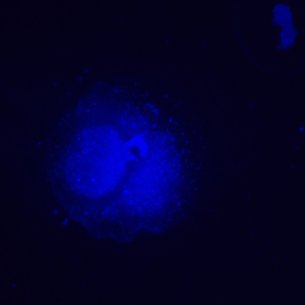 Микроскоп люминесцентный инвертированный MAGUS Lum V500L