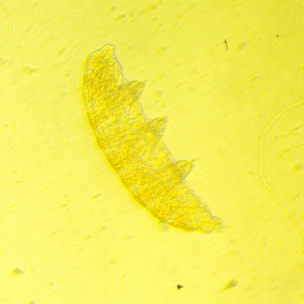 Микроскоп биологический инвертированный MAGUS Bio V350