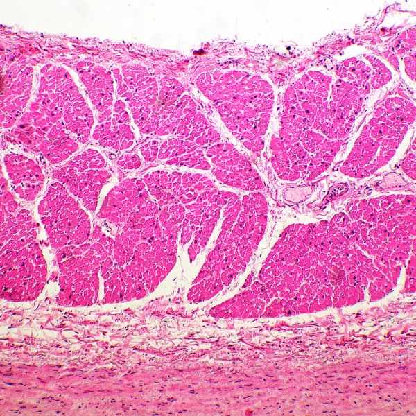 Микроскоп биологический MAGUS Bio 260T