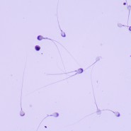 Микроскоп биологический MAGUS Bio 260T