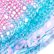 Микроскоп биологический MAGUS Bio 230B