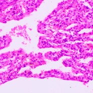 Микроскоп биологический MAGUS Bio 270T