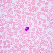 Микроскоп биологический MAGUS Bio 240T