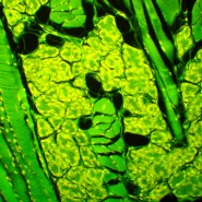 Микроскоп люминесцентный MAGUS Lum 450L