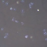 Фазово-контрастное устройство MAGUS PH2