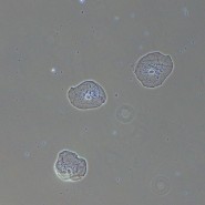 Фазово-контрастное устройство MAGUS PH2