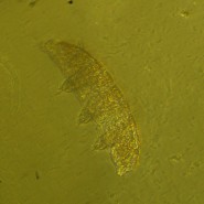 Микроскоп биологический инвертированный MAGUS Bio V360