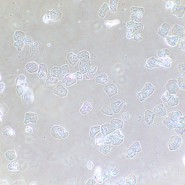 Фазово-контрастное устройство MAGUS SPH2