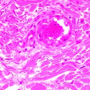 Микроскоп биологический MAGUS Bio 290T