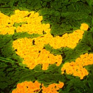 Микроскоп люминесцентный MAGUS Lum 450L