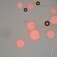 Микроскоп биологический MAGUS Bio 270T