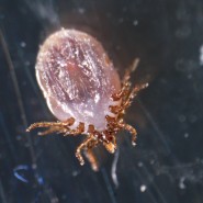 Микроскоп стереоскопический MAGUS Stereo A18T