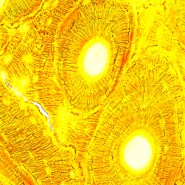 Микроскоп биологический MAGUS Bio 250T