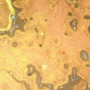 Микроскоп металлографический инвертированный MAGUS Metal V790 DIC