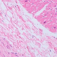 Микроскоп биологический MAGUS Bio 250BL