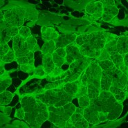 Микроскоп люминесцентный инвертированный цифровой MAGUS Lum VD500L LCD