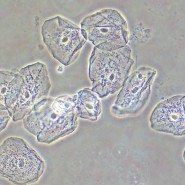 Фазово-контрастное устройство MAGUS SPH2