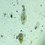 Микроскоп биологический инвертированный MAGUS Bio V300