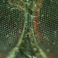 Микроскоп стереоскопический MAGUS Stereo A18T